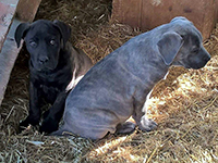 cucciolo cane corso grigio